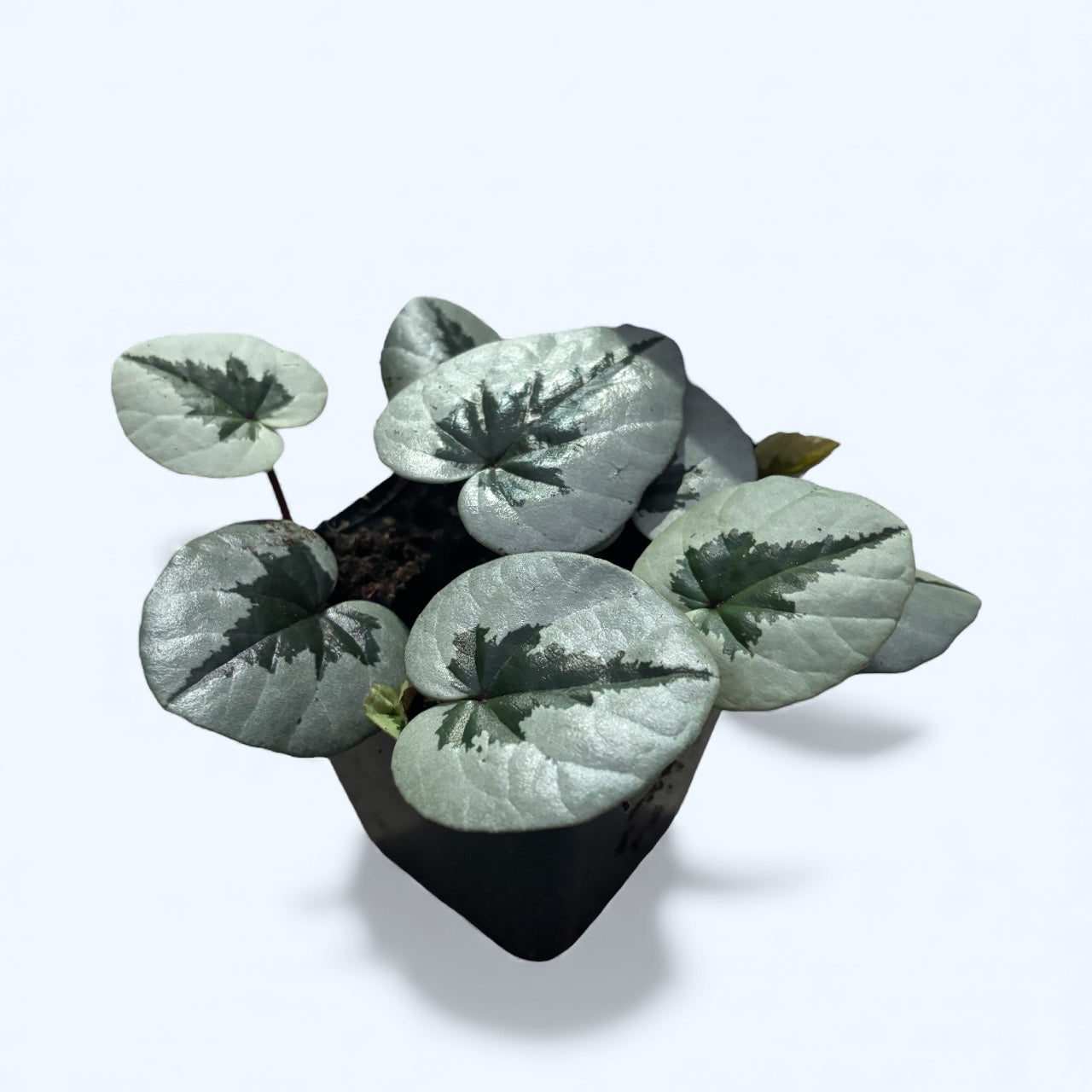 Cyclamen coum ‘Xmas leaf’ – ciclama de iarna cu model argintiu