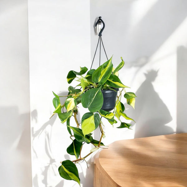 Philodendron scandens 'Brasil' - exemplare XL