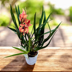 Cymbidium Okinawa (sinense × Golden Elf)