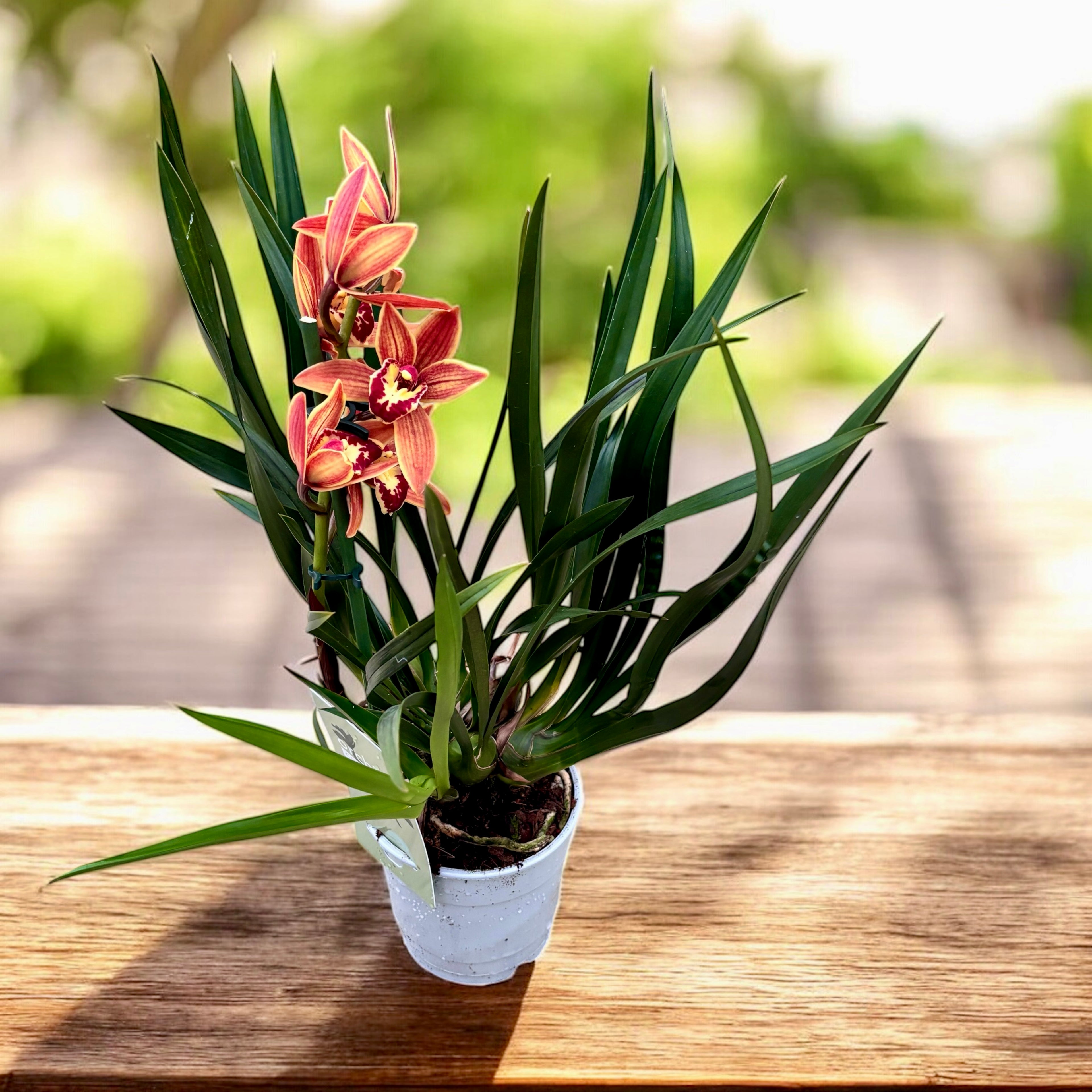 Cymbidium Okinawa (sinense × Golden Elf)