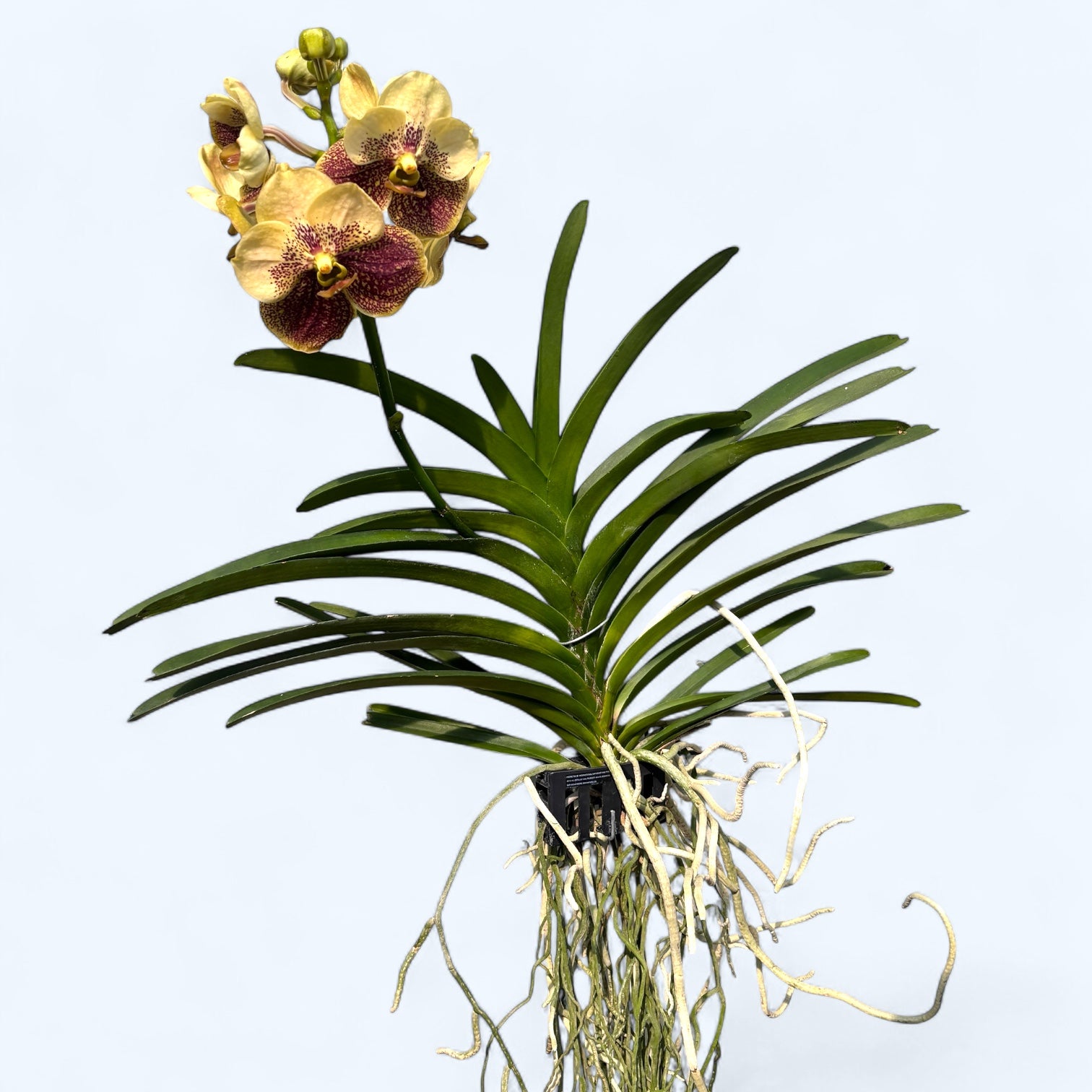 Vanda Sunanda Jaune Henna (ANSU)