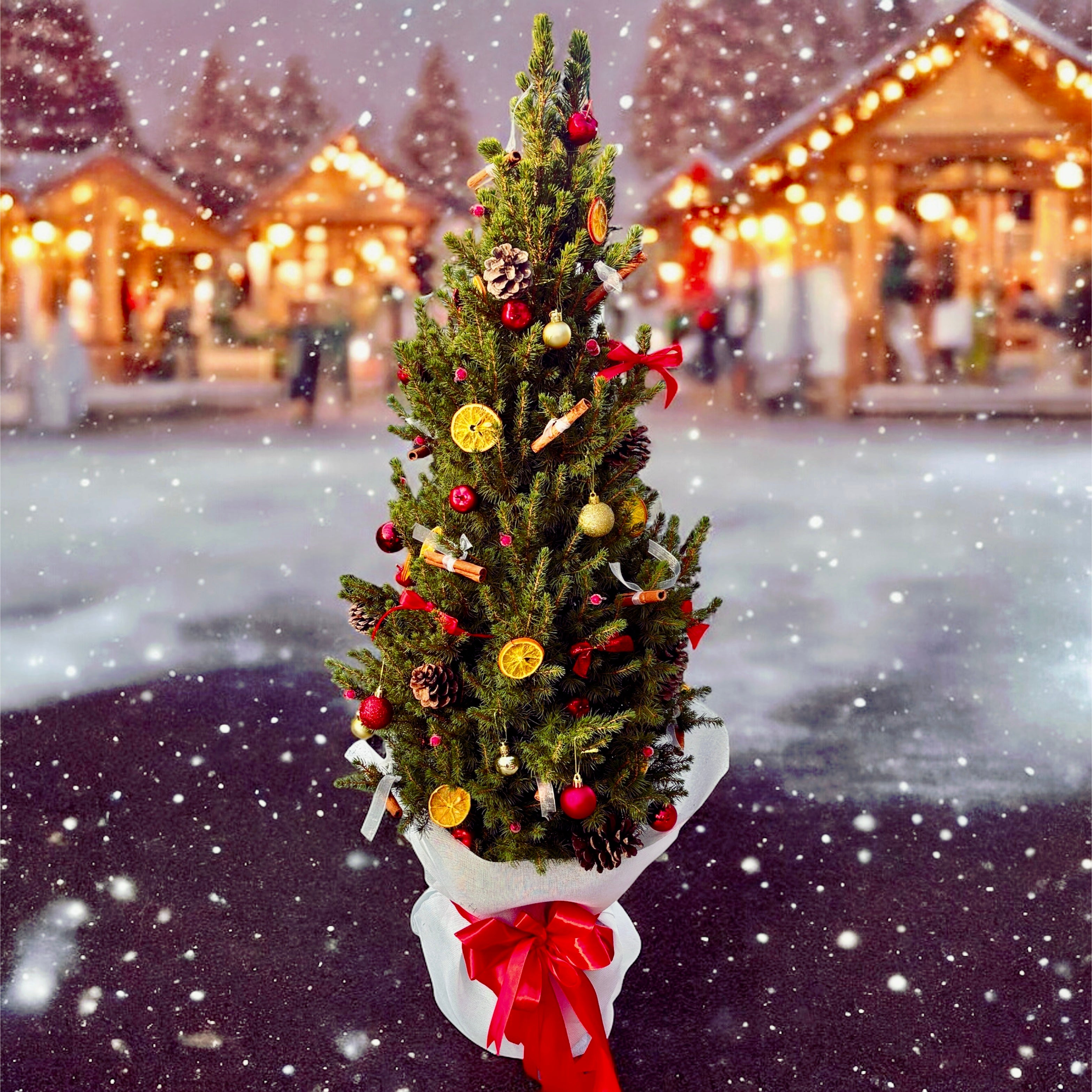 Brad in ghiveci impodobit - un cadoul ideal de sarbatori ‘Magical’