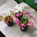 Lewisia 'Mountain Dreams' mix - rezistenta si deosebit de frumoasa