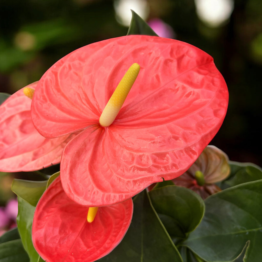 Anthurium ‘Princesa de Naranja’ – tropical real en tonos cálidos de naranja y coral