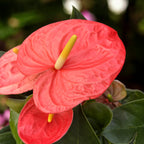 Anthurium „Narancs hercegnő” – királyi trópusi meleg narancs és korall árnyalatokban