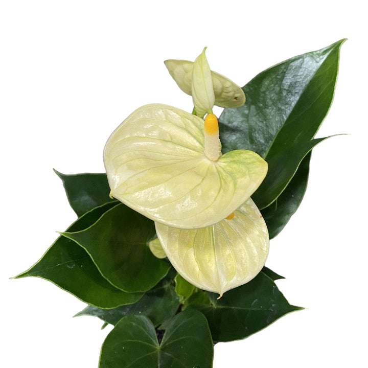 Anthurium Vanilla