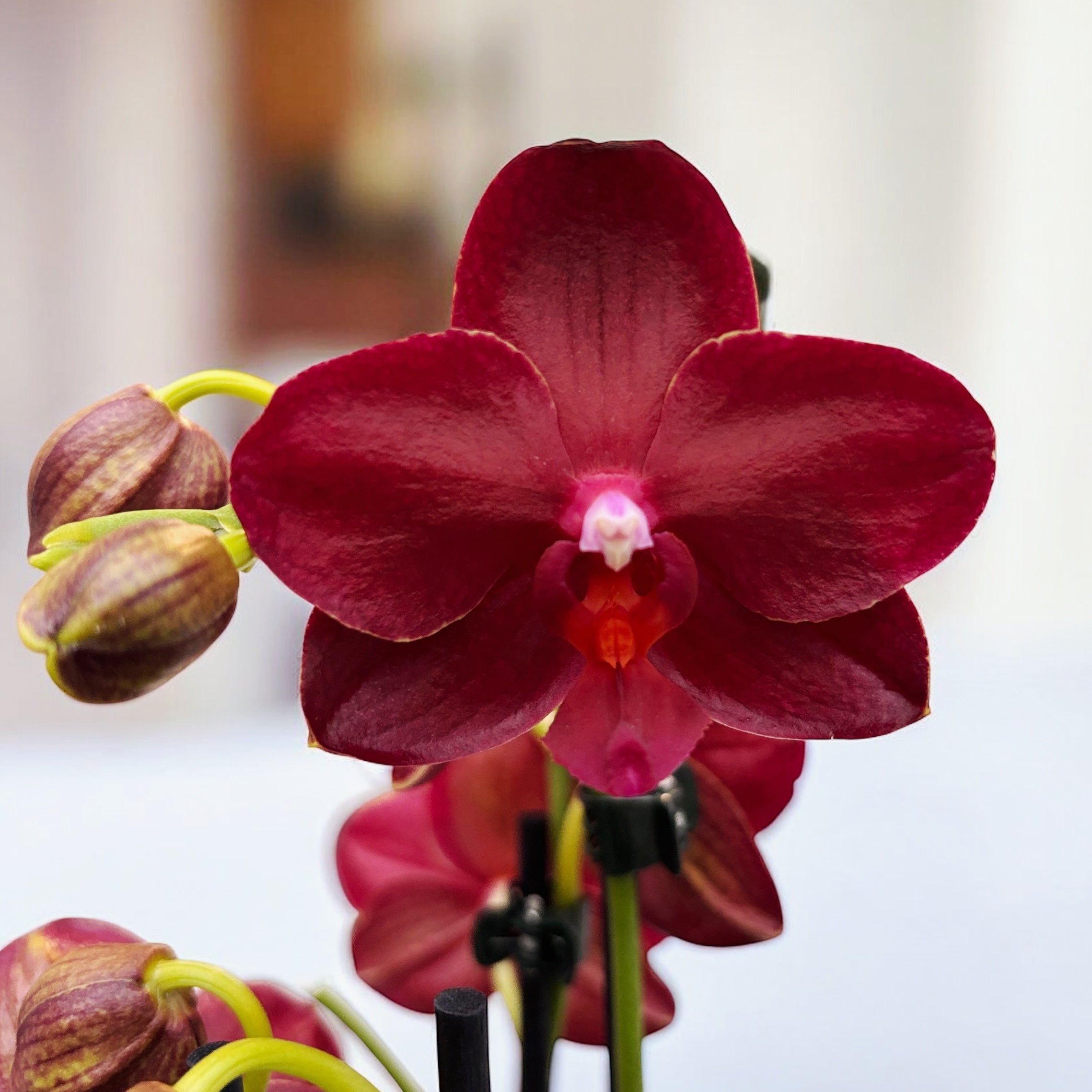 Phalaenopsis Allura Amour Pourpre