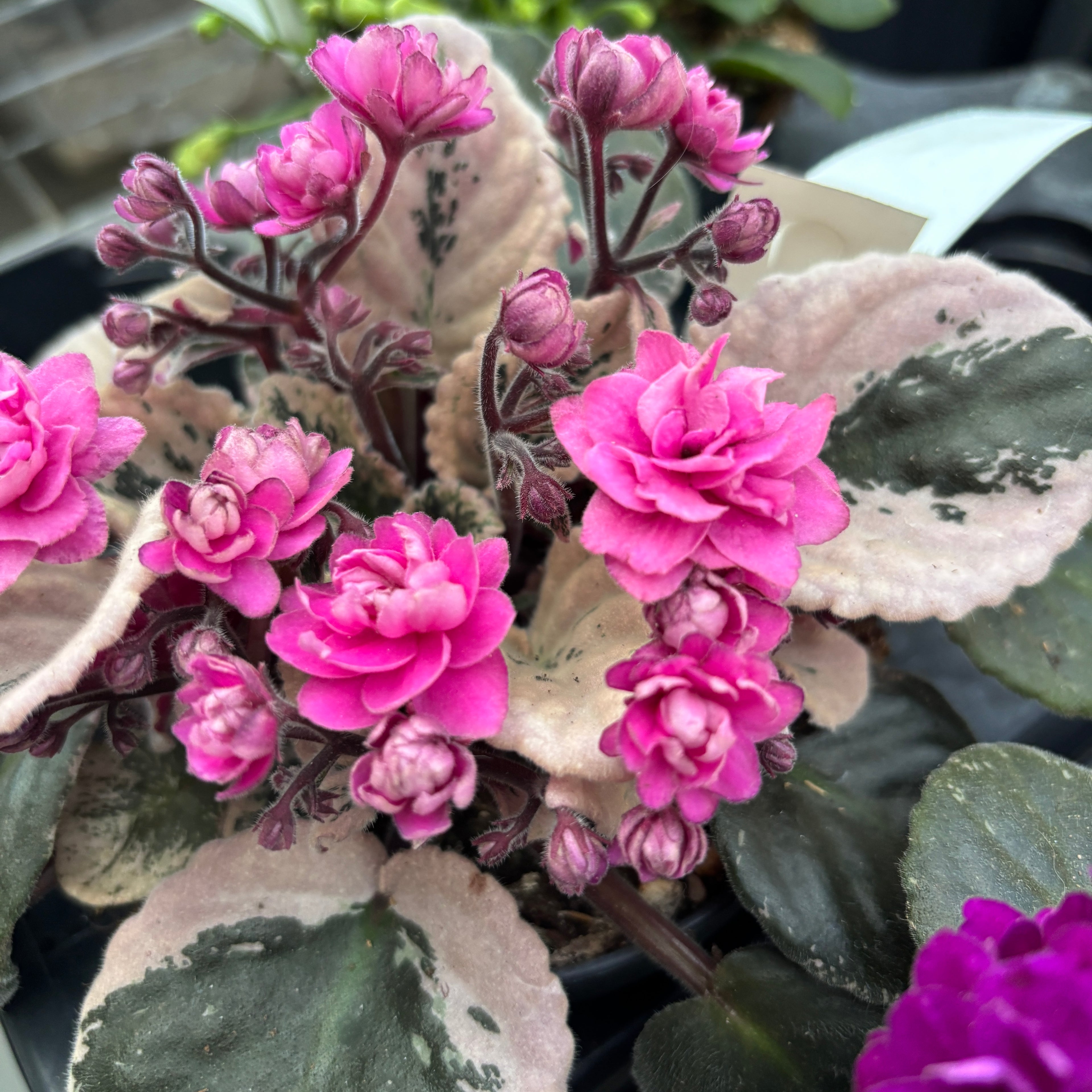 Saintpaulia Hovariagata - violete cu frunze variegate