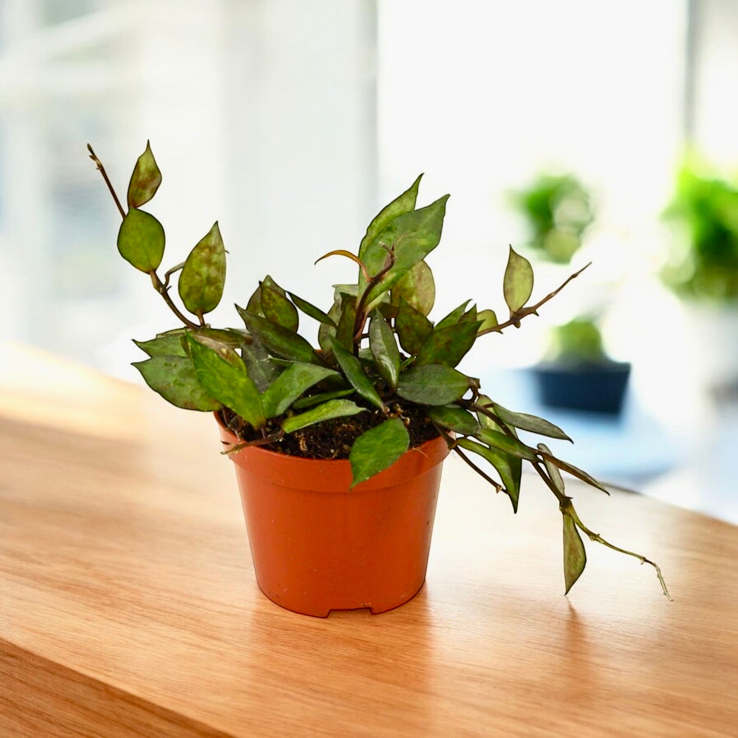 Hoya krohniana 'Foglie Nere' D9 - 3+ piante/vaso