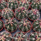 Thelocactus bicolor