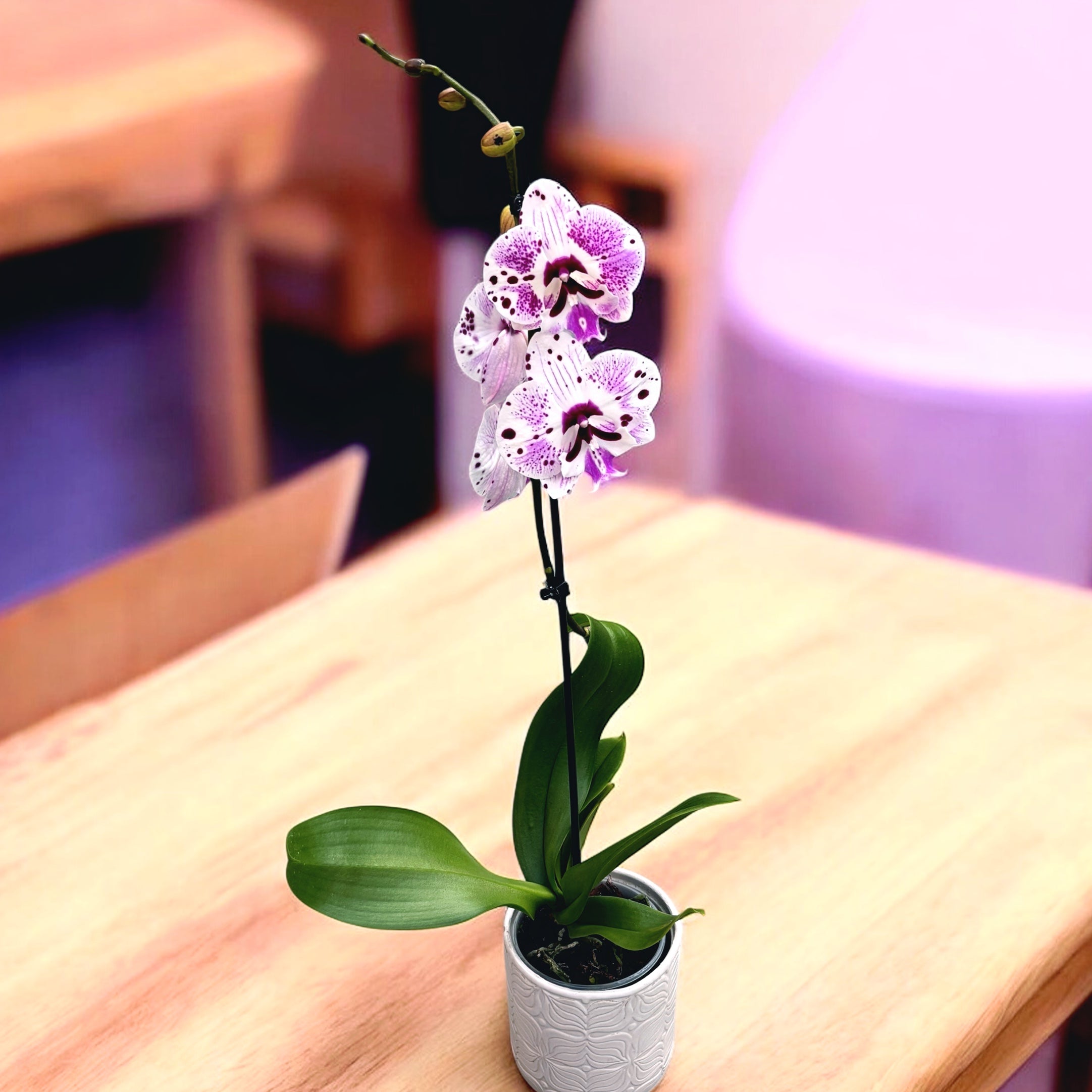Phalaenopsis Lioulin Pretty Lip (Big Lip)