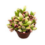 Anacampseros rufescens 'Napkelte'