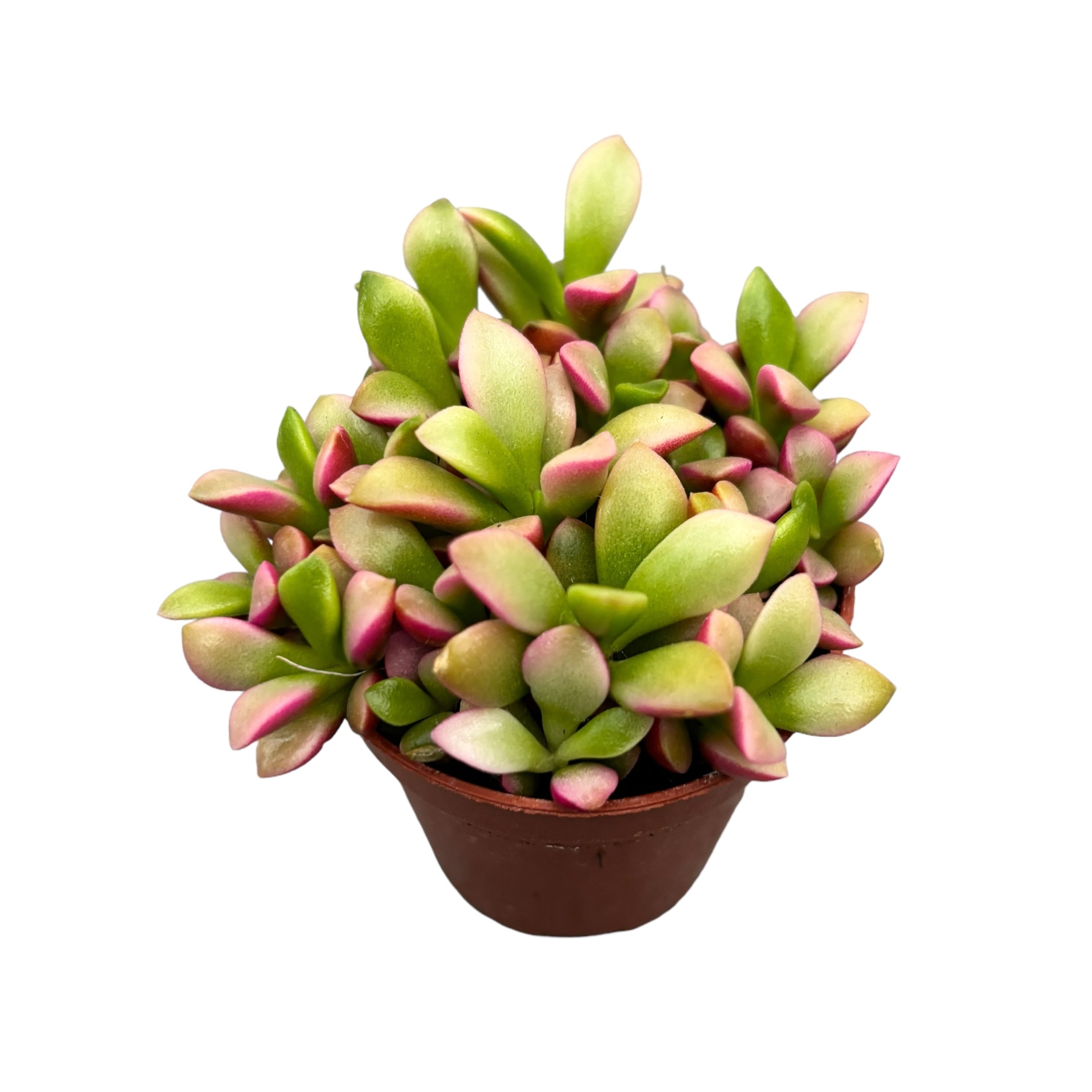 Anacampseros rufescens 'Sunrise'