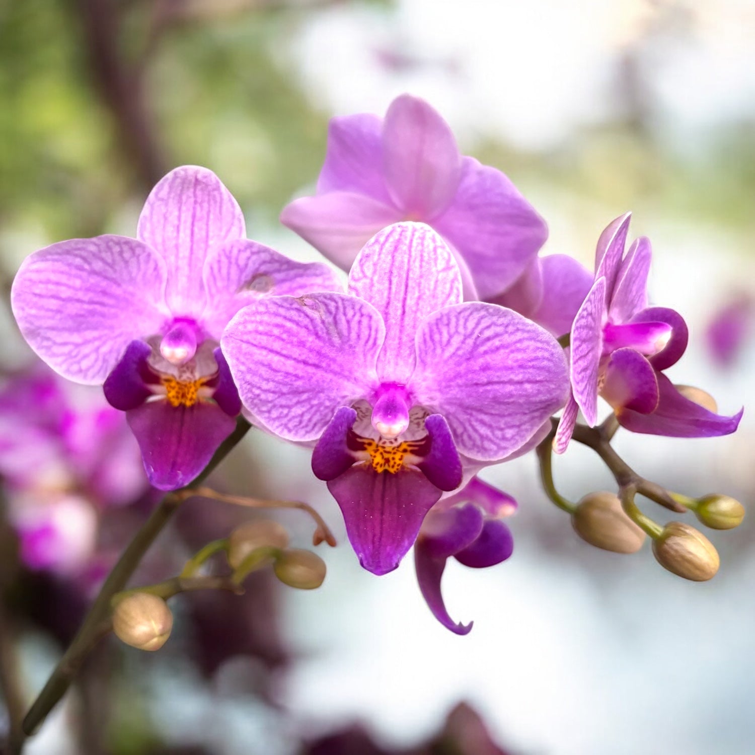 Phalaenopsis Younghome Purple Baby ‘07131’