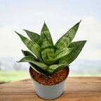 Sansevieria 'Frozen Crown'