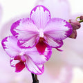 Phalaenopsis Toshi