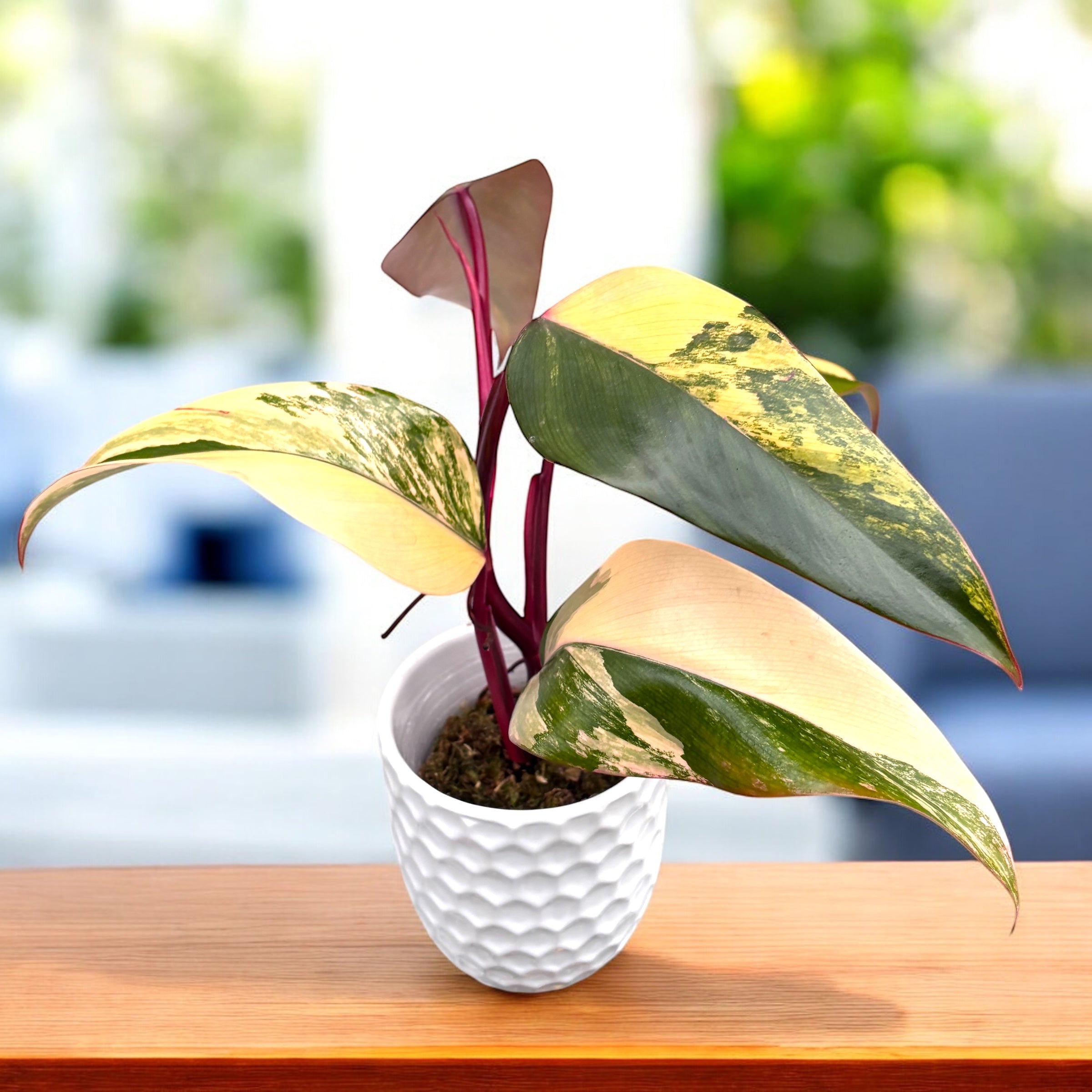 Philodendron Erdbeerschütteln