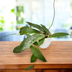 Hoya finlaysonii (splash leaves) - flori parfumate