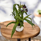 Zygopetalum hybrid #01 - doftande