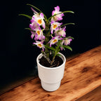 Dendrobium 'Bright Eye' - flori parfumate