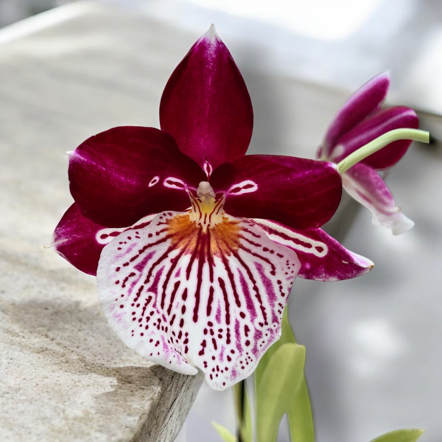 Miltoniopsis Breathless 'Beauty' * parfumée