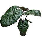 Alocasia sarawakensis 'Princesse du Yucatan'