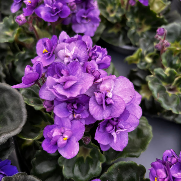 Saintpaulia Rococo Purple – Parma-Veilchen mit violetten gefüllten Blüten