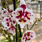 Phalaenopsis Untold Stories grande labbro pelorica