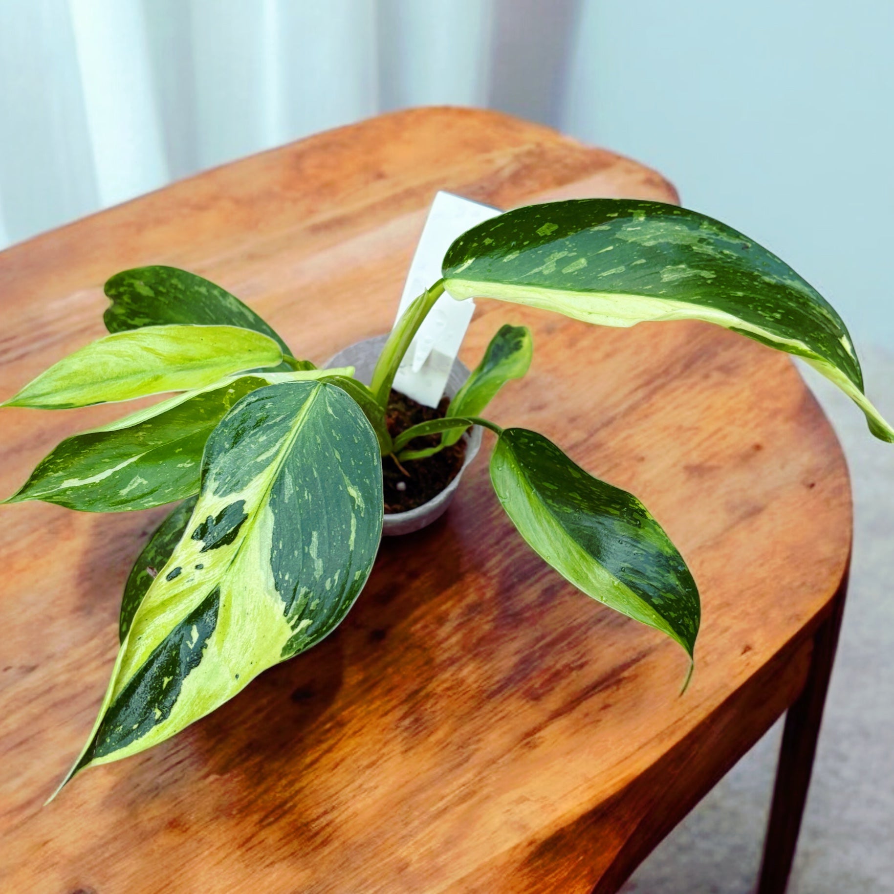 Philodendron Jose Buono (Taiwan)