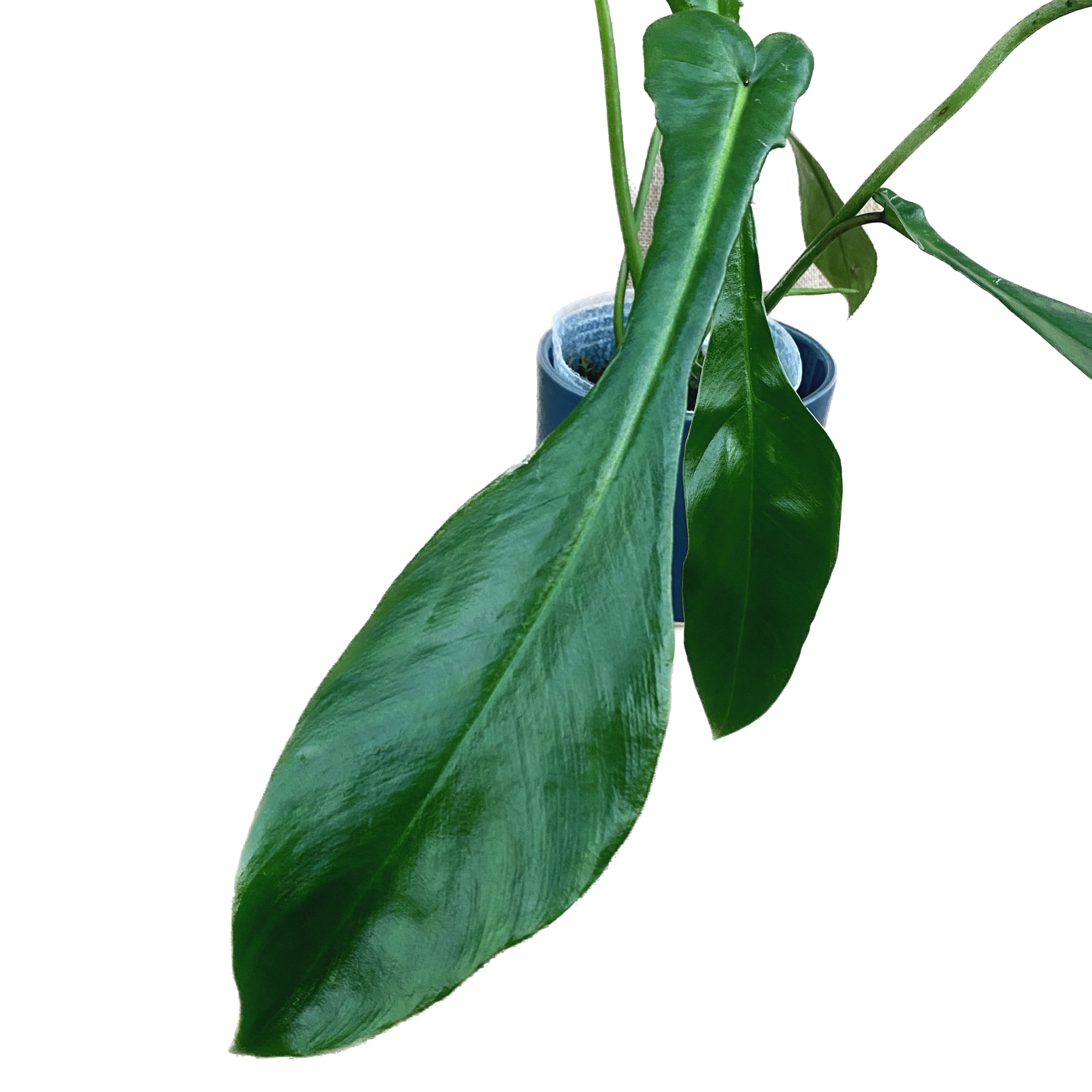 Philodendron joepii