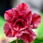 Adenium obesum 'Treasures'