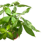 Pachira aquatica foltos (szórványos változatosság)