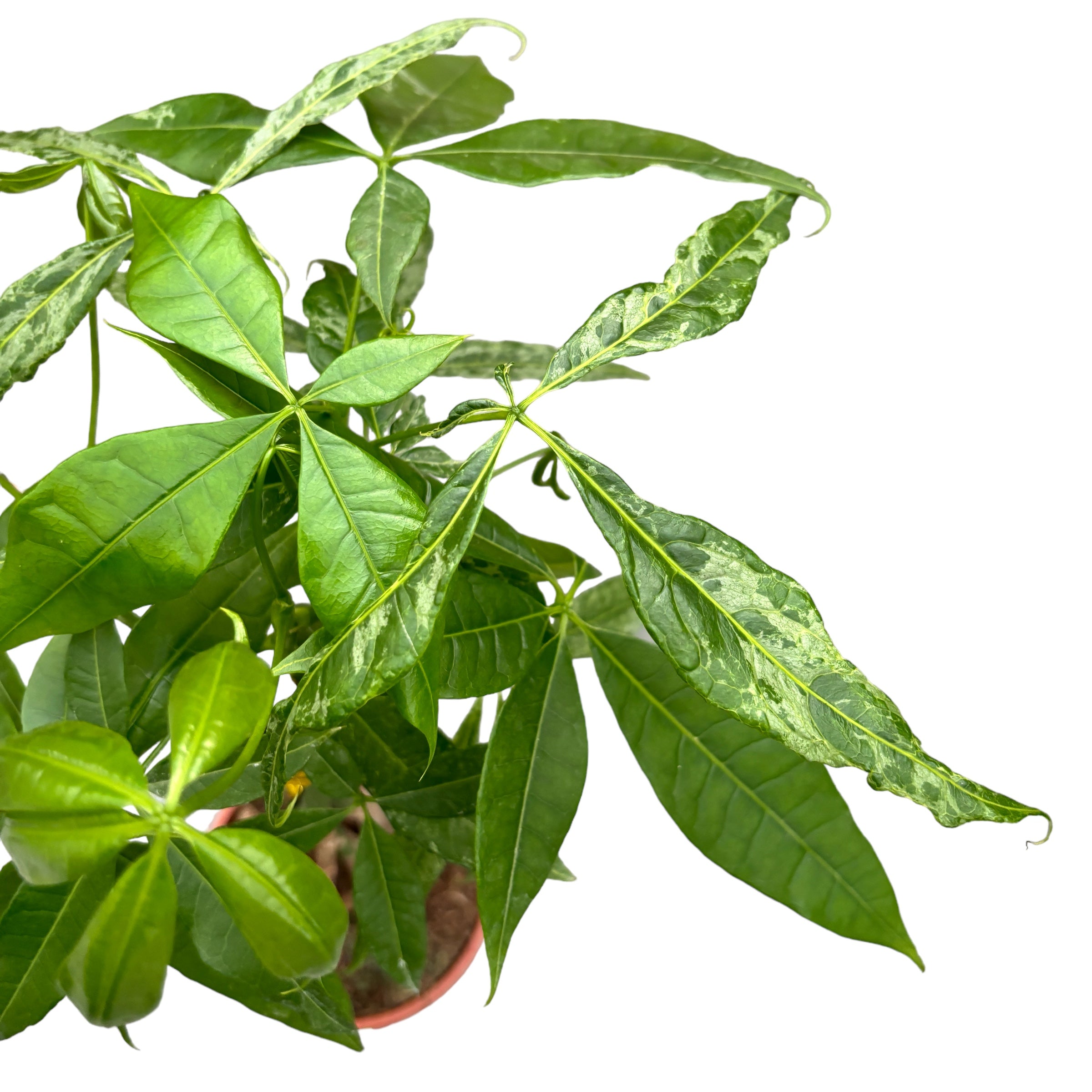 Pachira aquatica Mottled (sporadic variagation)