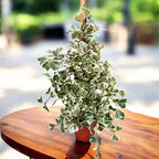 Ficus triangularis 'Sweetheart' variegata