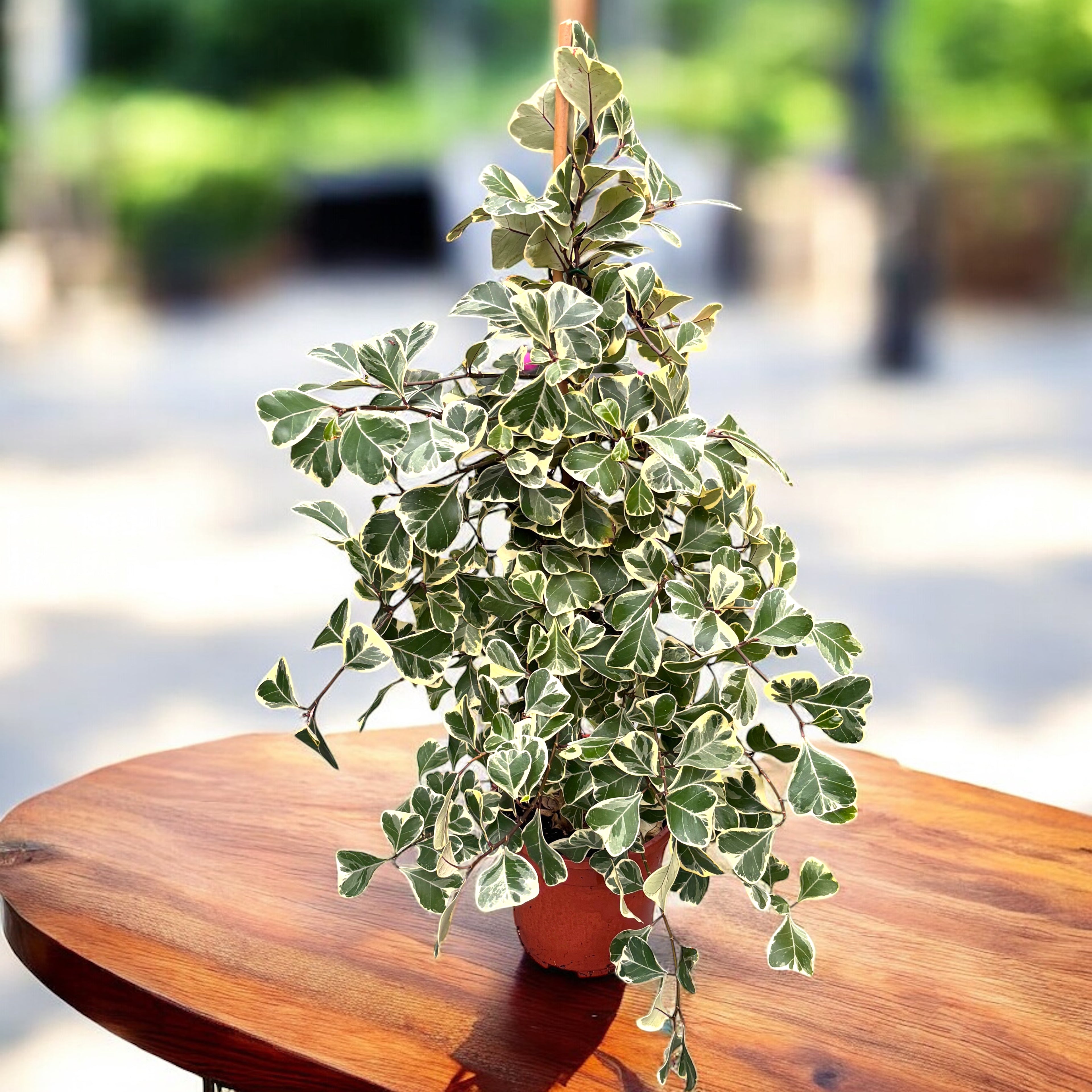 Ficus triangularis 'Sweetheart' variegata