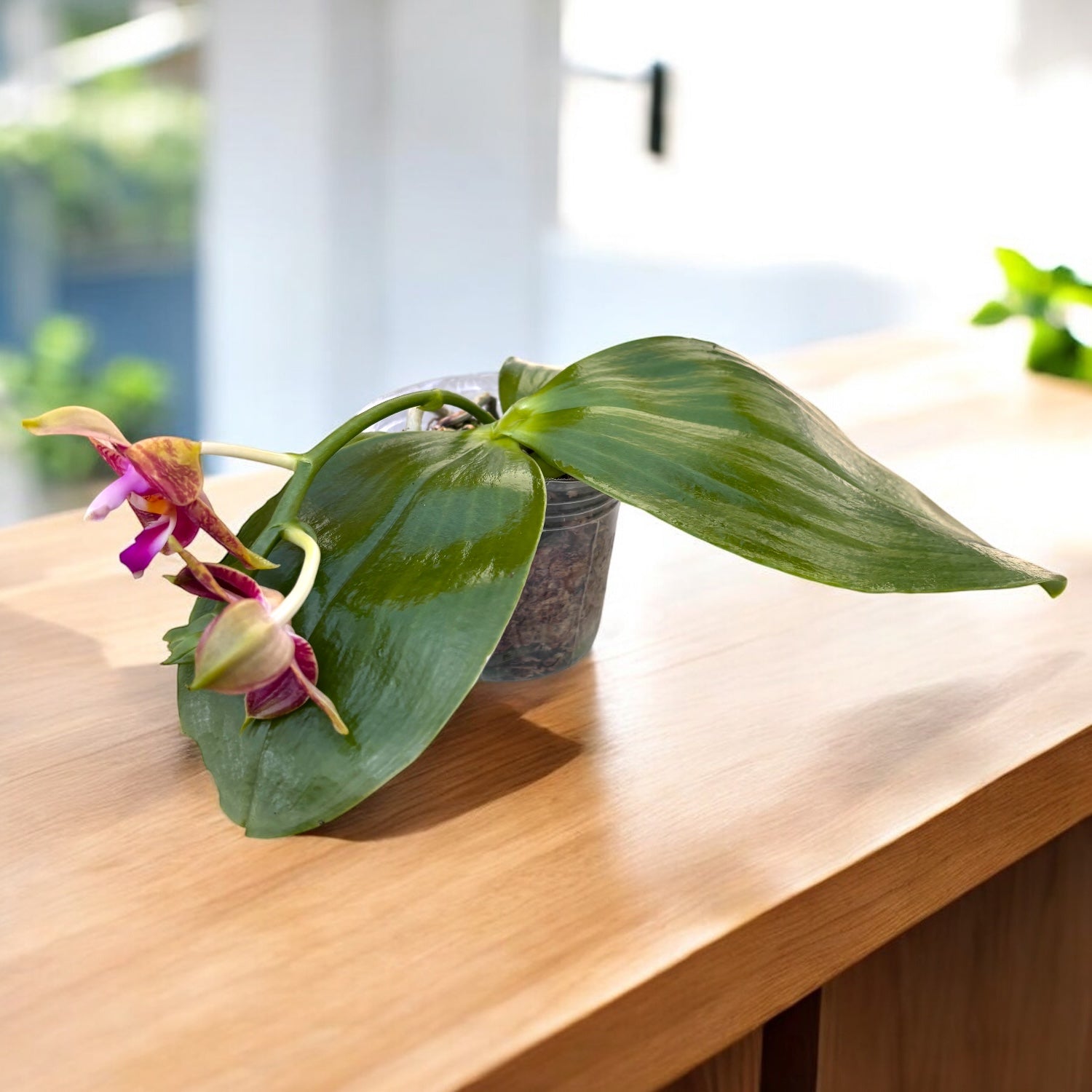 Phalaenopsis Guadalupe Pineda 'Yaphon' (bellina × amboinensis) illatos