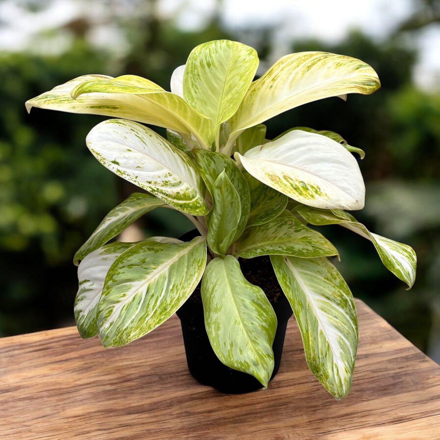 Aglaonema 'Arctic Lime' - frunzis tropical in nuante de verde lime in varianta XL