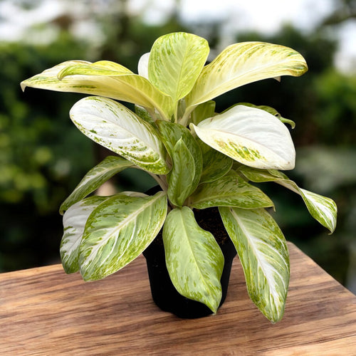 aglaonema arctic lime Aglaonema 'Arctic Lime'