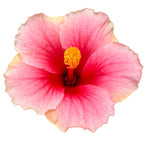 Hibiscus rosa-sinensis ‘Geisha’ - Japanese roses with large white-pink flowers