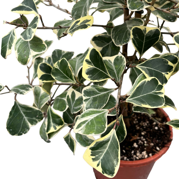 Ficus triangularis 'Sweetheart' variegata