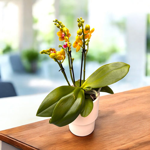 Phalaenopsis Reyoung Romance (Lioulin Orange) - voňavé kvety
