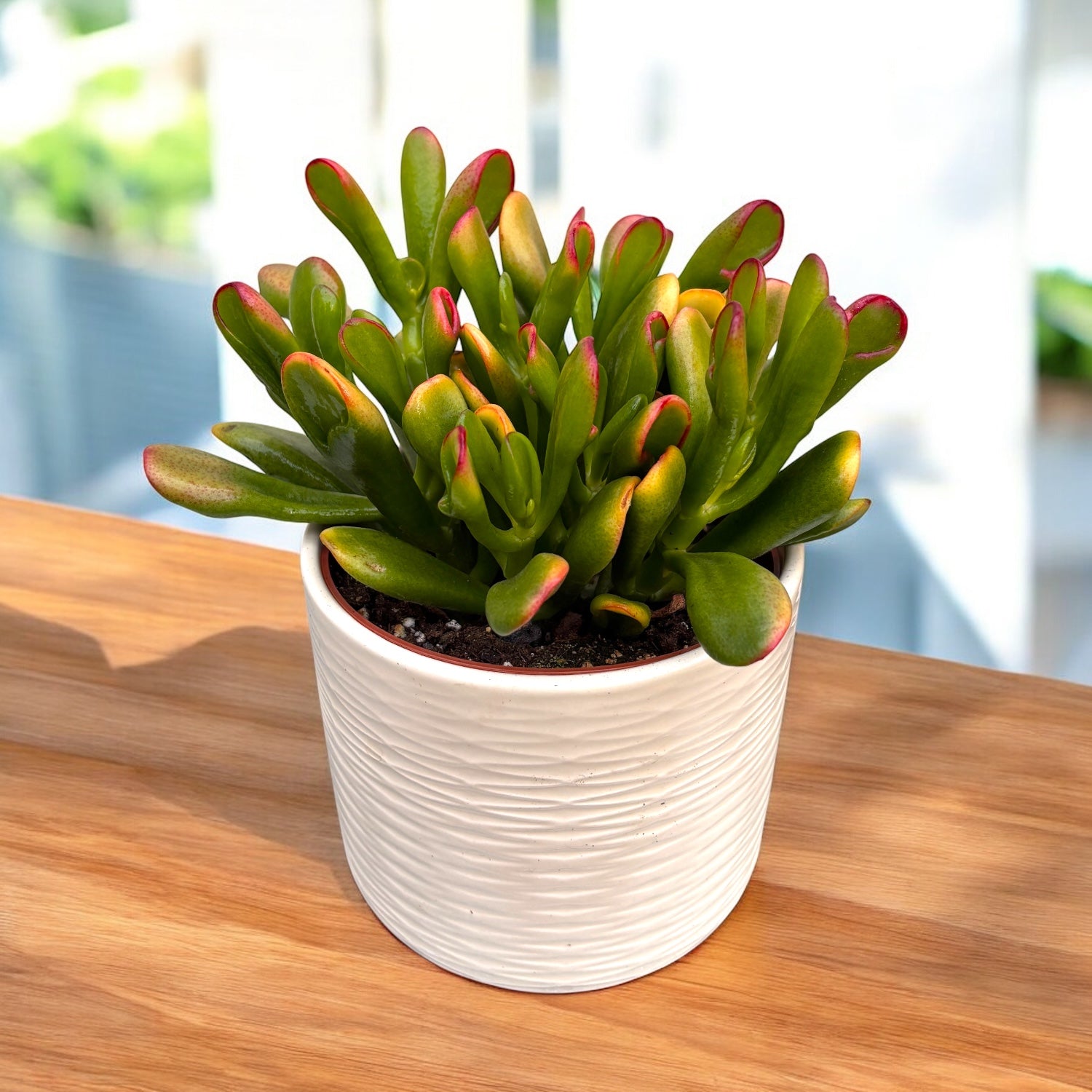 Crassula ovata ‘Gollum’ Variegata (Horn Tree Tricolor) - suculenta tricolora cu forma sculpturala