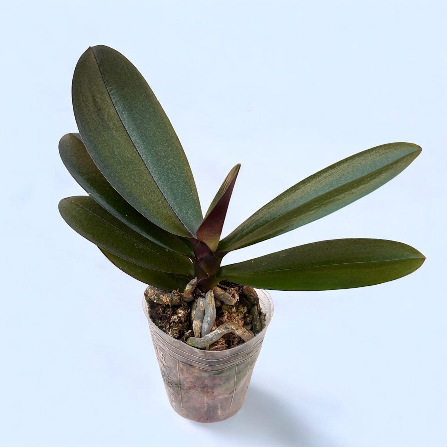 Phalaenopsis King Car Marble '80769' (Iso Huuli)