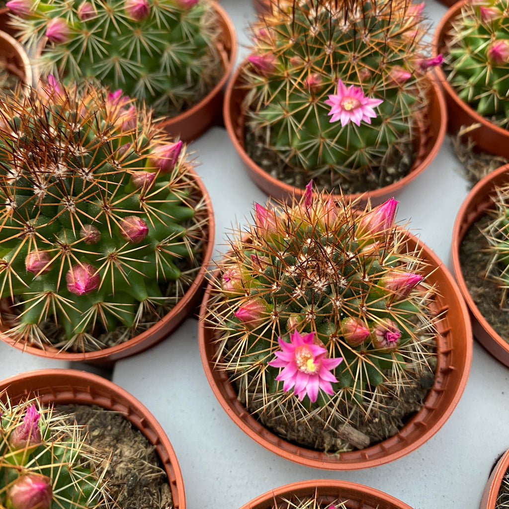 Mammillaria backebergiana subsp. ernestii