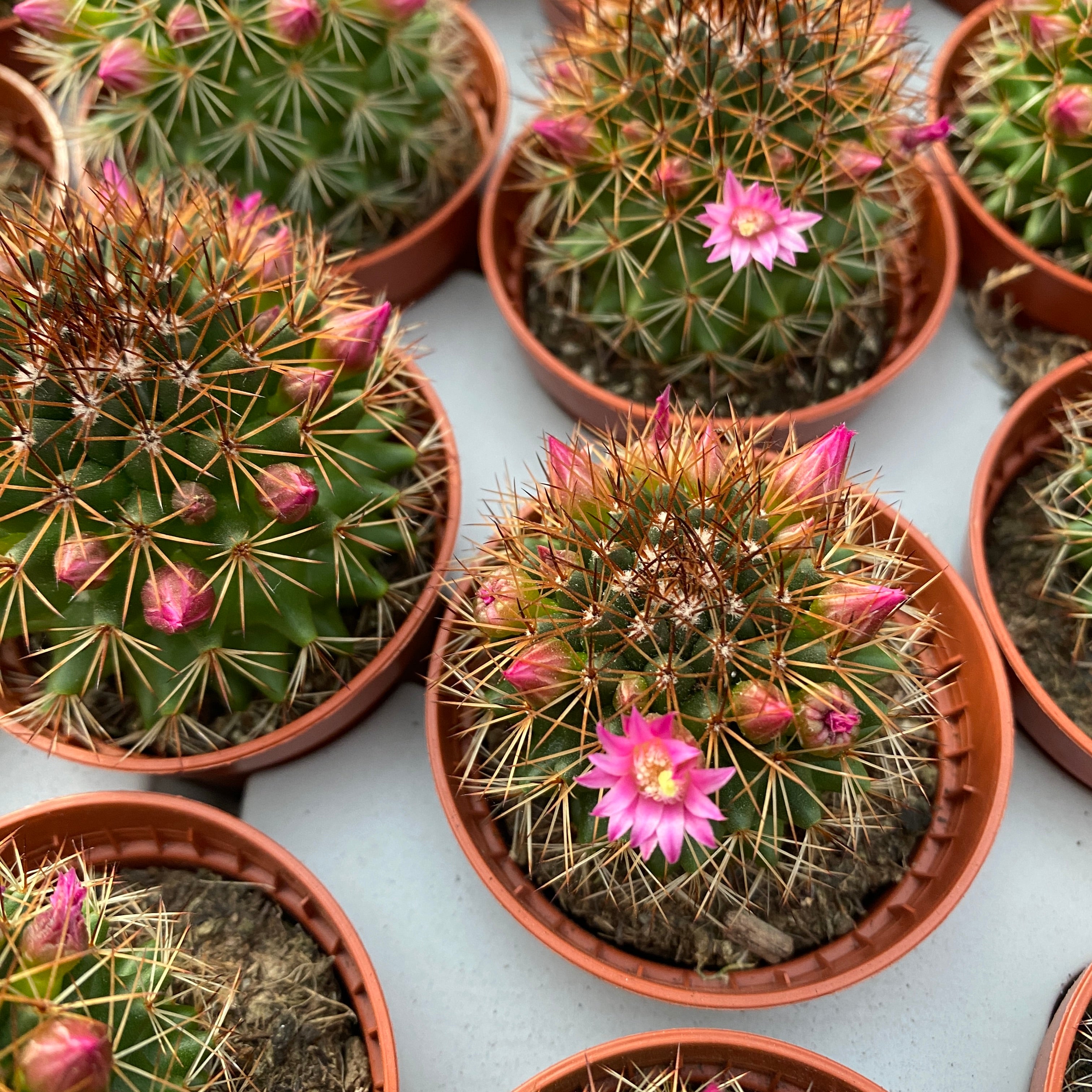 Mammillaria backebergiana subsp. ernestii