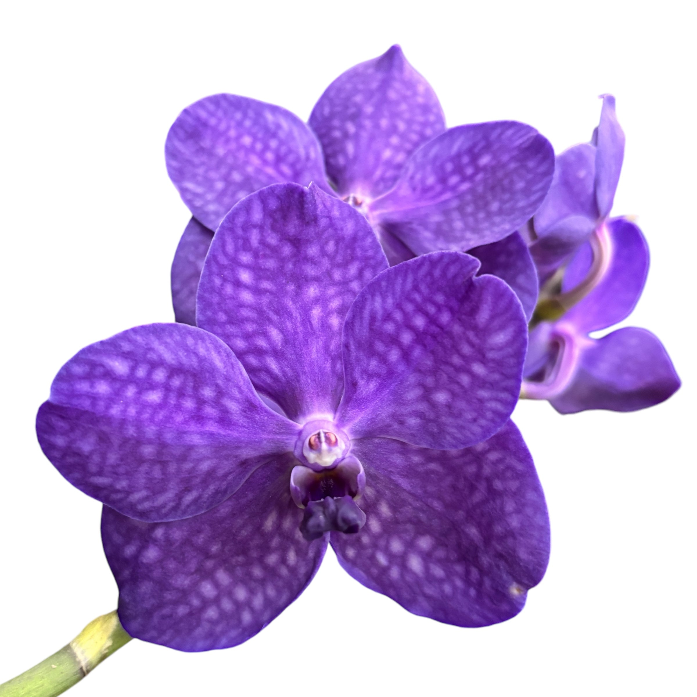 Vanda Tayanee Blue (Ansu)