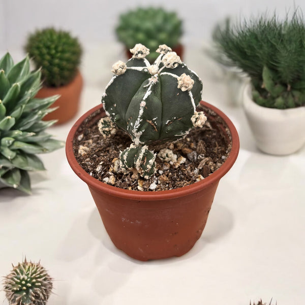 Astrophytum myriostigma cv. Hakujo Fukuryu