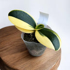 Phalaenopsis Sogo Vivien 'SOGO F858' (variegata & peloric) - unikat polmesec