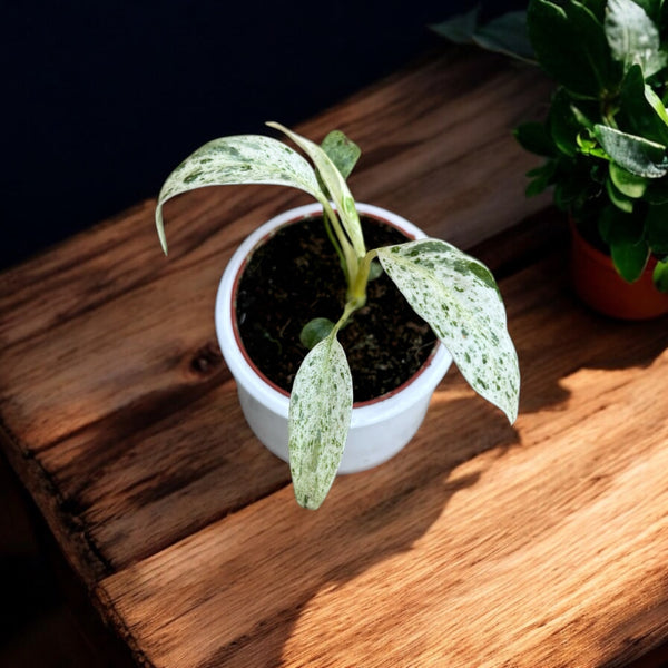 Rhaphidophora puberula 'Variegata' - babyplant