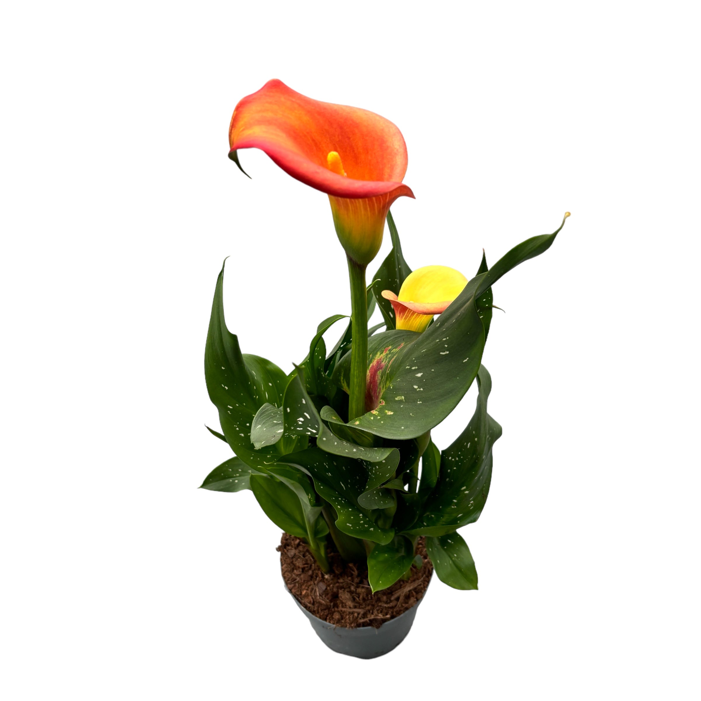 Zantedeschia 'Morning Sun' (Cale portocalii)